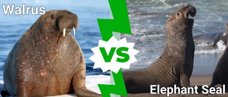 walrus vs elephant seal