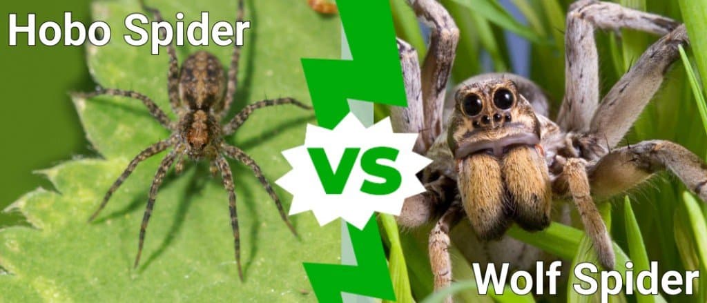hobo spider vs wolf spider
