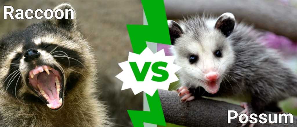 Raccoon  vs Possum