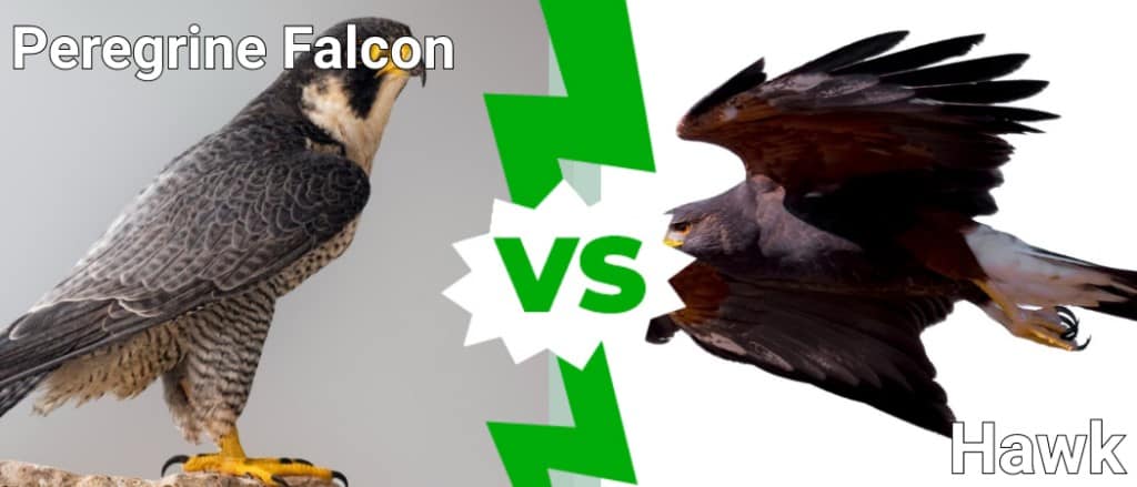 Peregrine Falcon vs Hawk