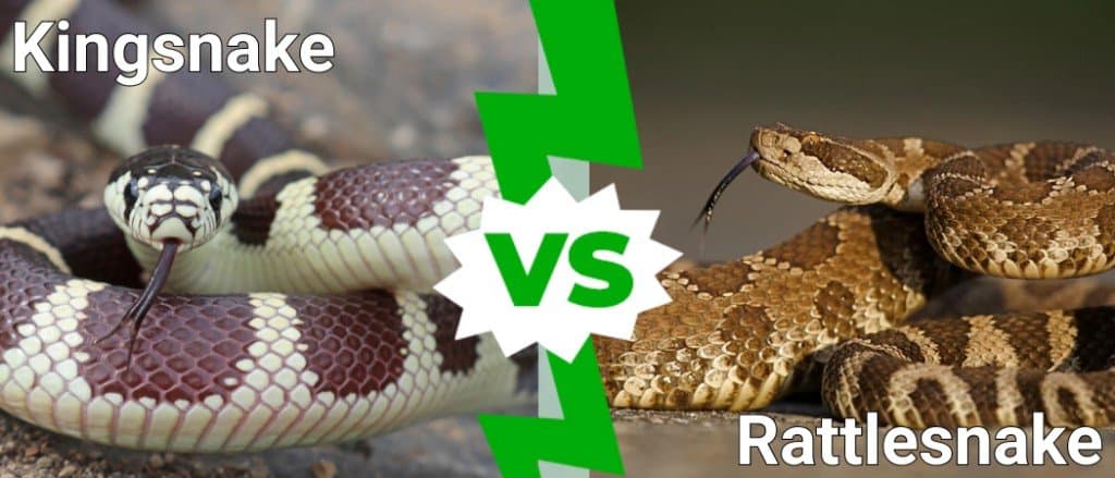 Kingsnake vs Rattlesnake