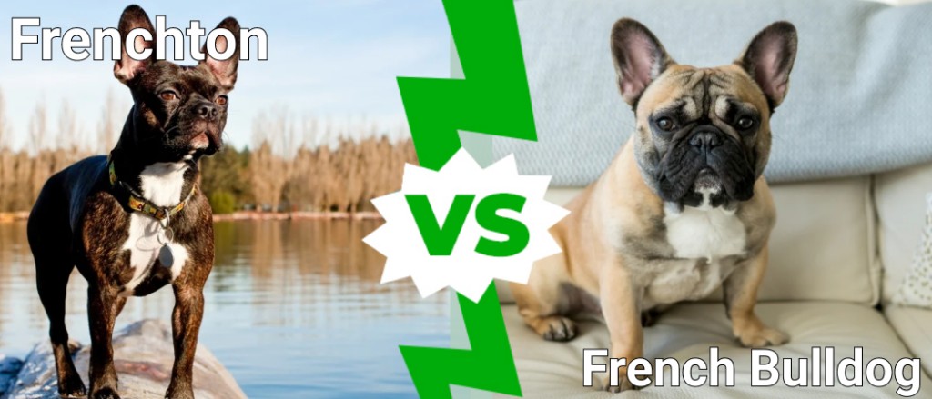 Frenchton vs French Bulldog
