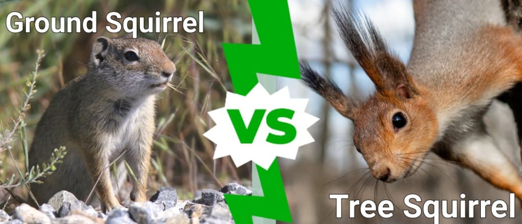 Ground Squirrel vs Tree Squirrel