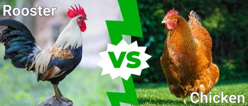 rooster vs chicken