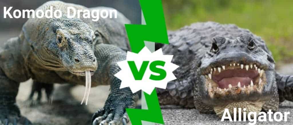 Komodo Dragon  vs Alligator