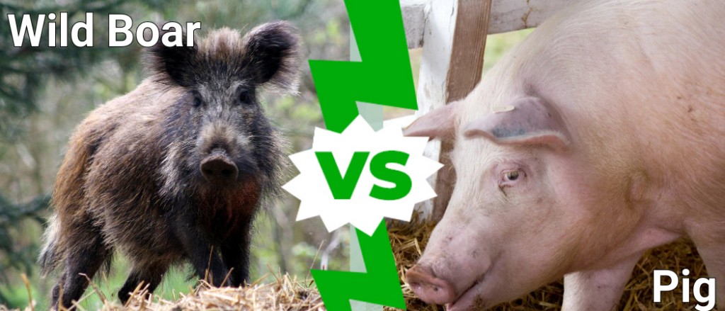 Wild Boar vs Pig
