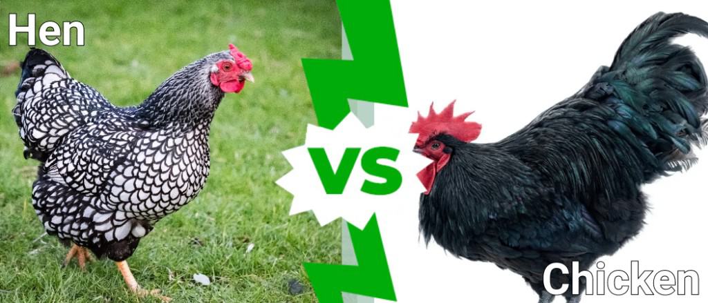 Hen vs Chicken
