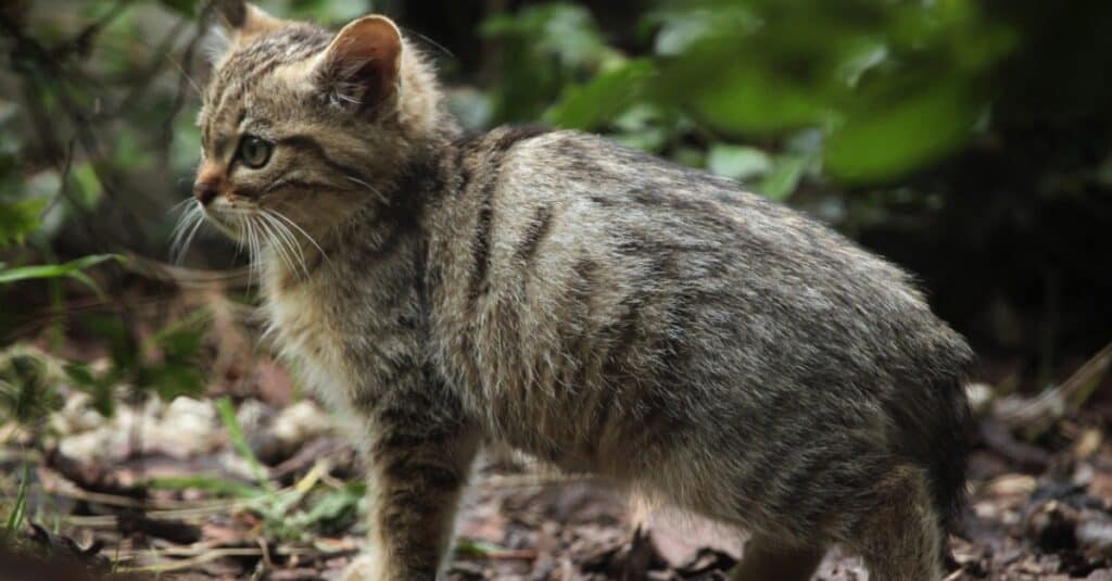 baby European wildcat