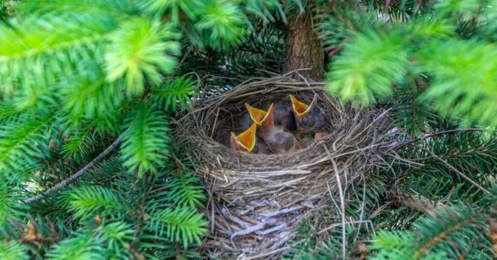 baby blue jay hatchlings