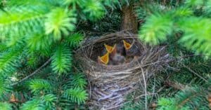 What Do Baby Birds Eat? Picture