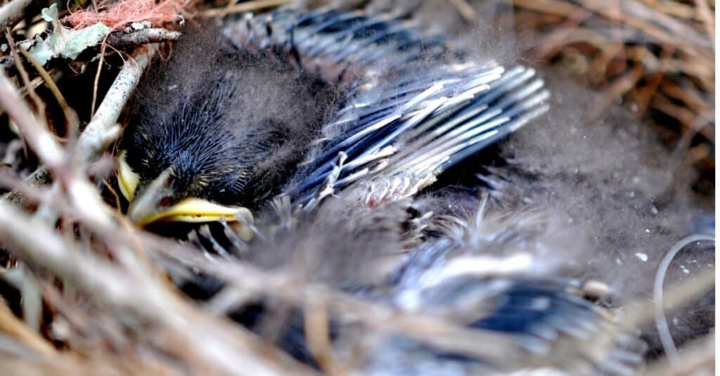 Fluffy Baby Blue Jay - BirdWatching