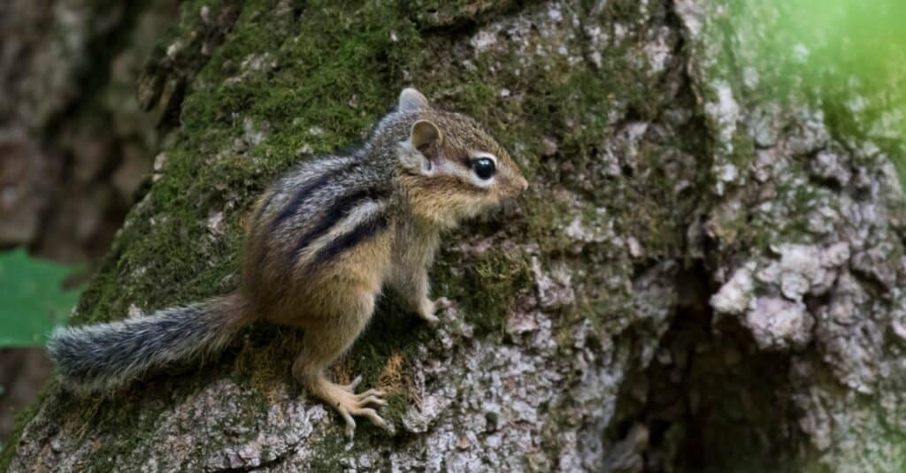 baby eastern chipmunk