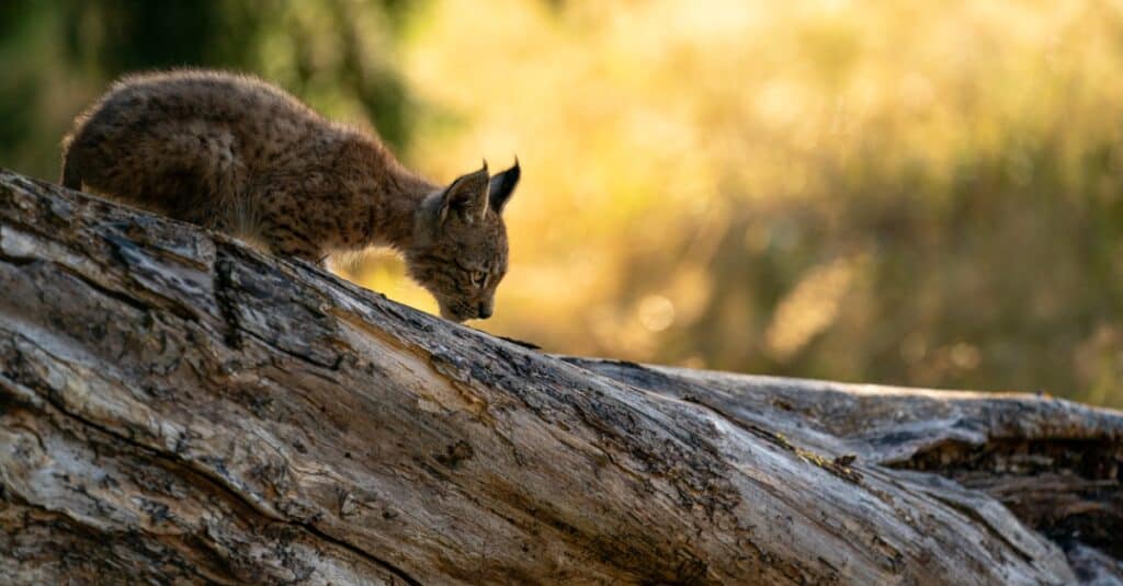 baby eurasian lynx