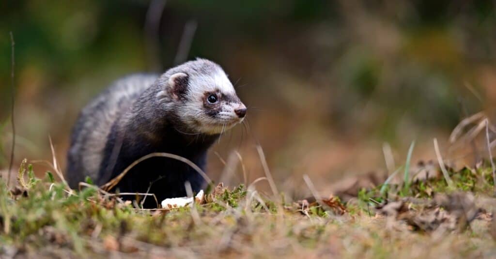 baby european polecat