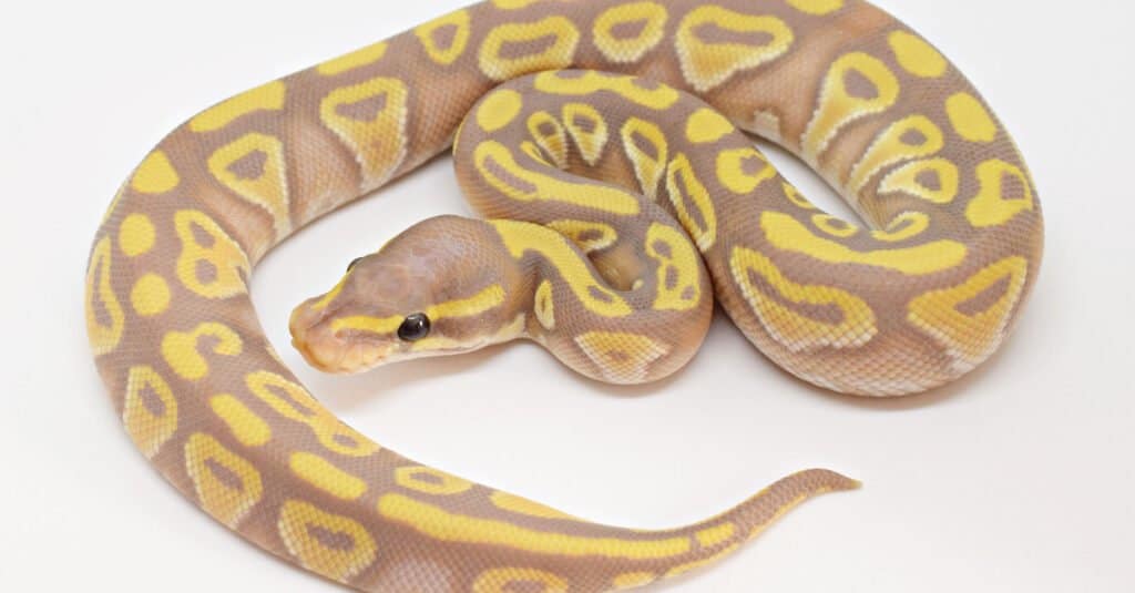 Banana chocolate mojave ball python on white background