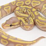 Banana chocolate Mojave ball python features unique coloring.