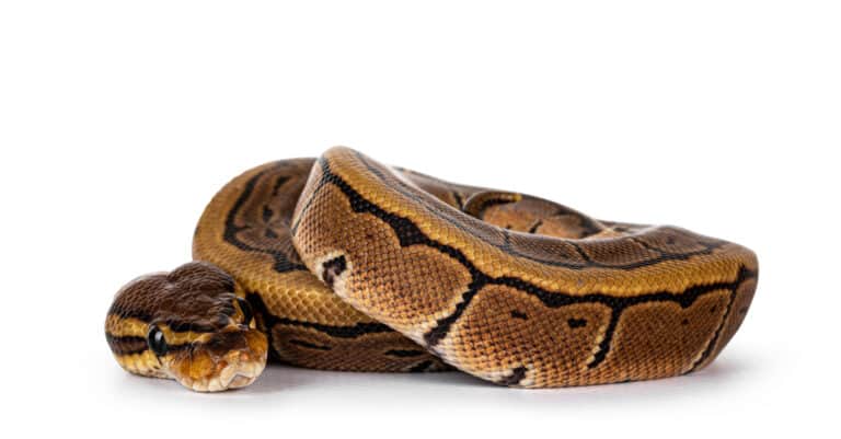 Pinstripe ball python curled up on white background