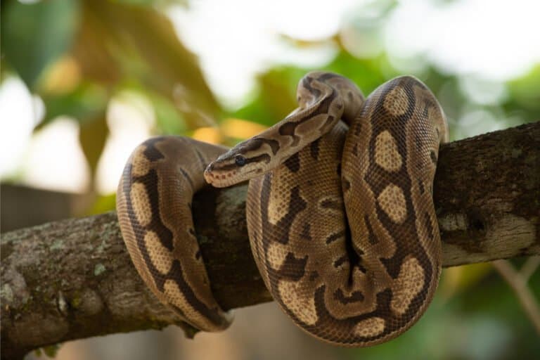 ball python wrapped around a tree branch