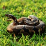 Ball python originate from Africa. 