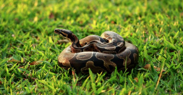 Ball python in the grass