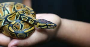 The Best and Most Complete List of 225+ Pet Snake Names Picture