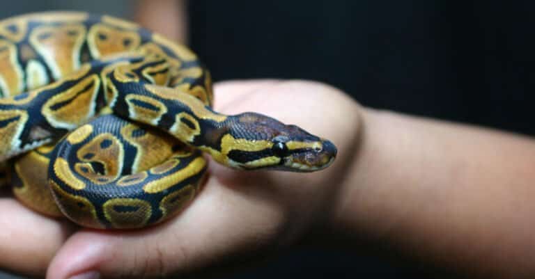 ball python in human hands