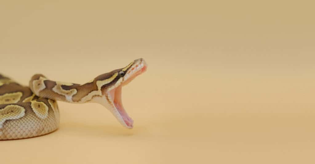 Ball Python Bite