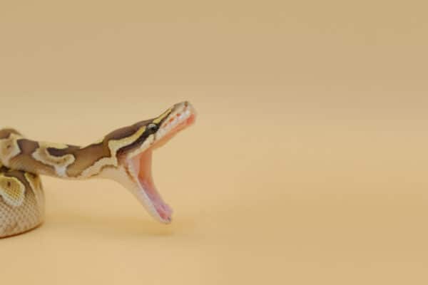 Ball pythons are non-venomous.