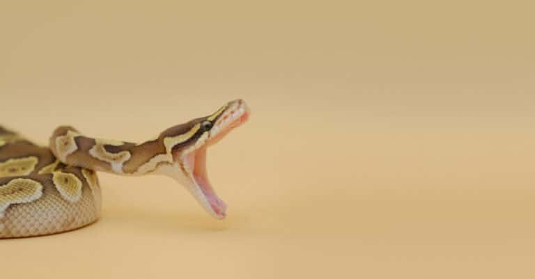 ball python with mouth open