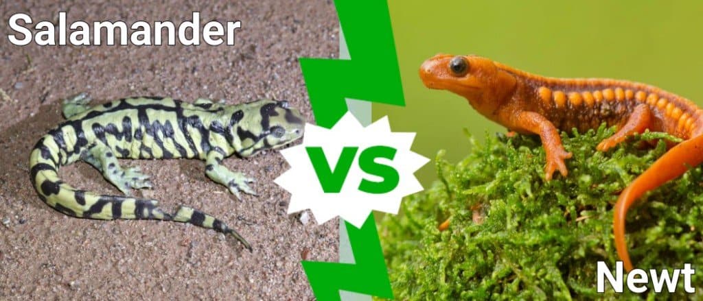 Salamander vs Newt