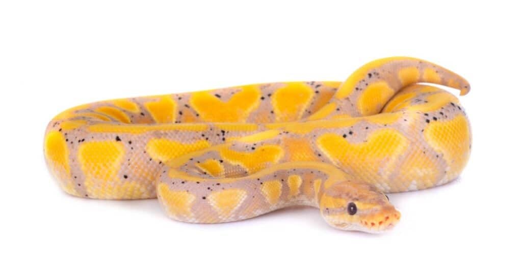 isolated banana ball python