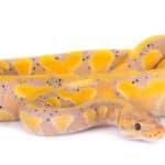 Royal Python