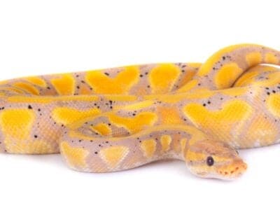 A Banana Ball Python