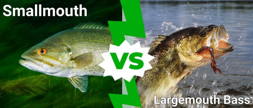 cá vược miệng nhỏ vs cá vược miệng lớn