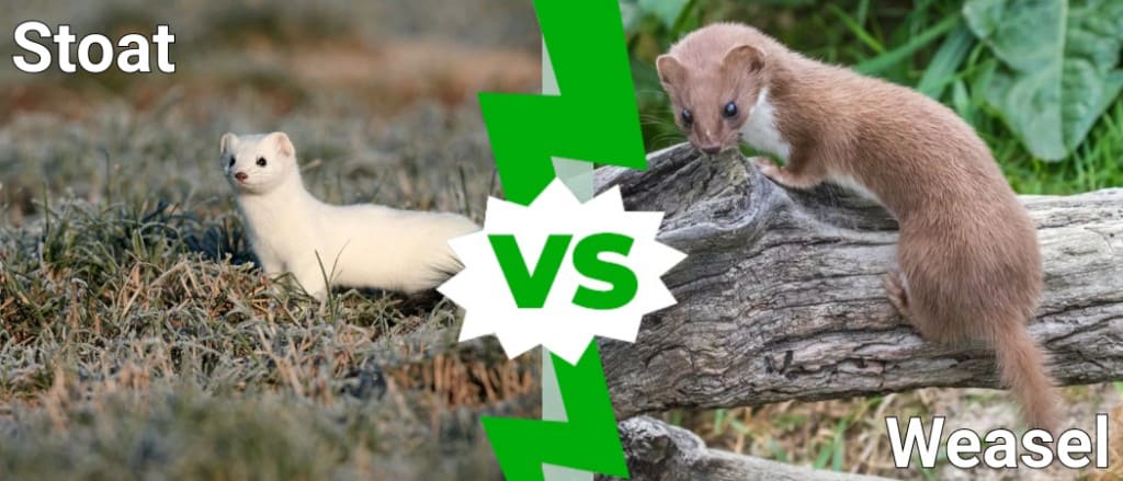 Weasel Vs Stoat What Are The Differences Between A Stoat And A Weasel 