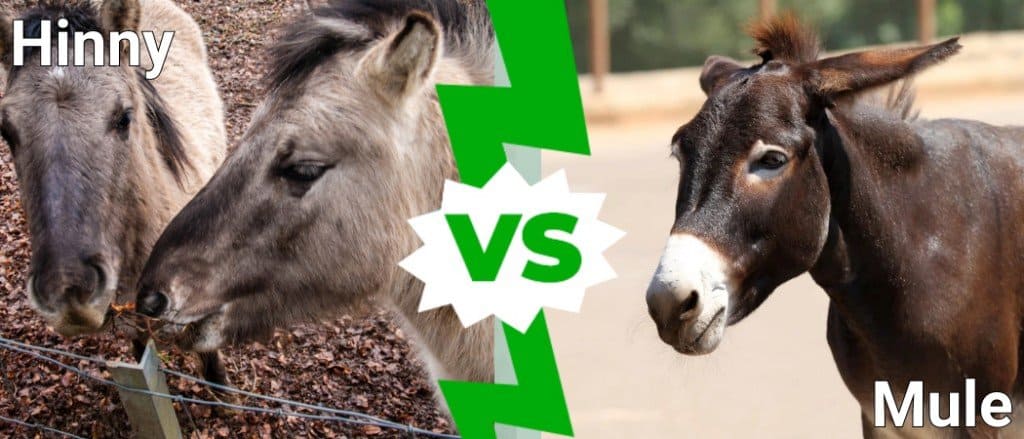 Hinny vs Mule: Are They Different? - A-Z Animals