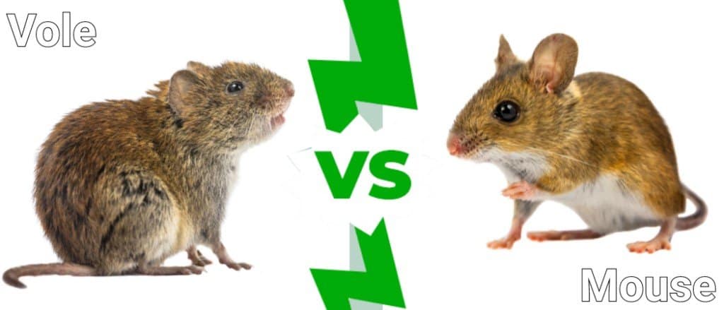 vole vs mouse