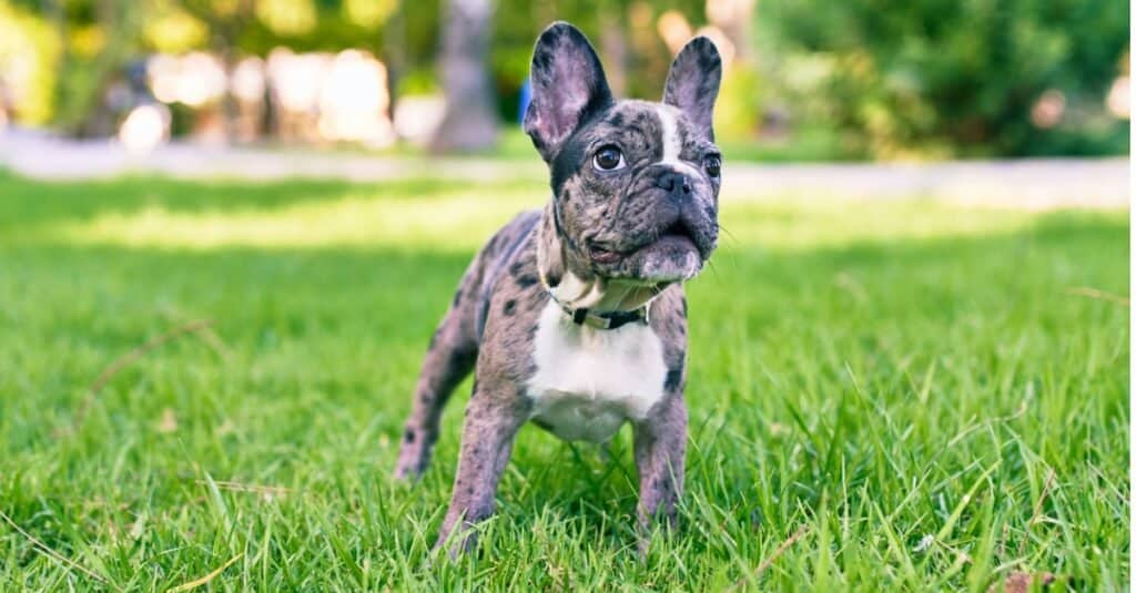 baby french bulldog closeup