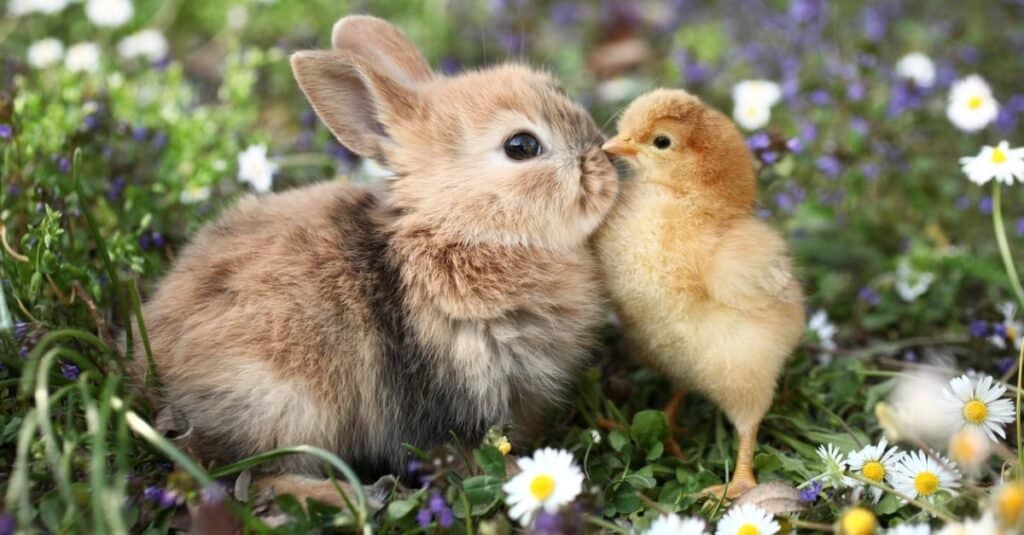 baby rabbit friend