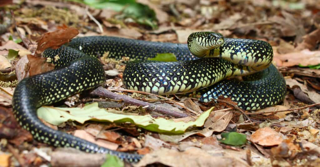 black king snake in leaves