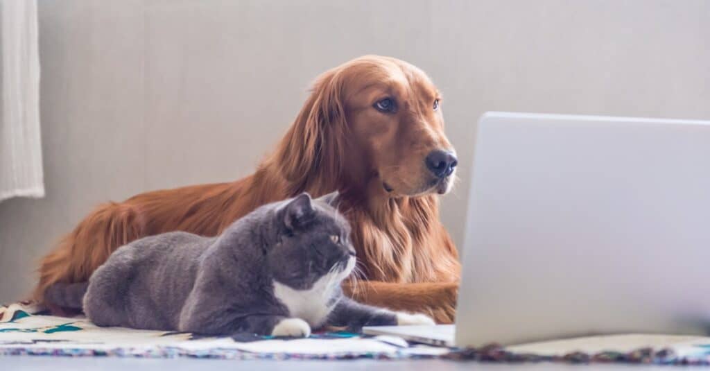 british shorthair and golden retriever on computer