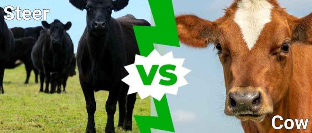 Steer vs Cow: What Are the Differences? - AZ Animals