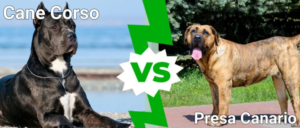 Cane Corso vs Presa Canario