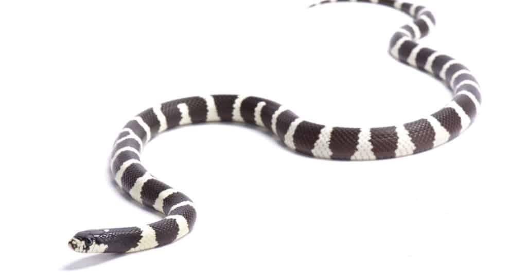 Serpent royal de Californie isolé sur fond blanc