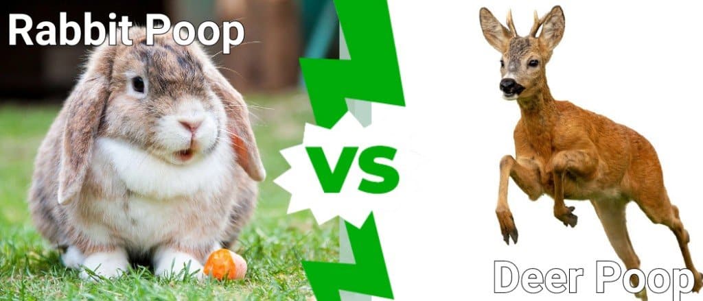 Rabbit Poop vs Deer Poop