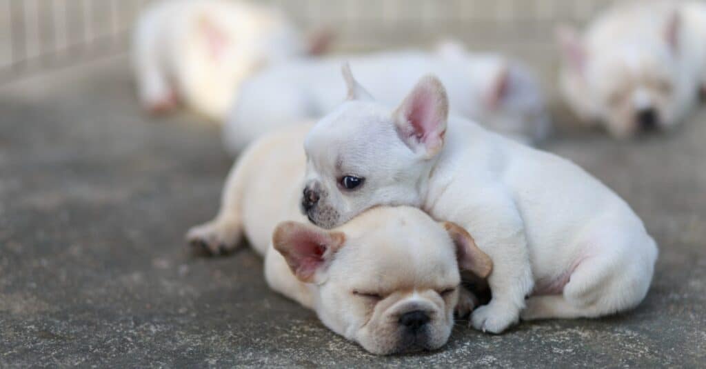 baby french bulldog siblings