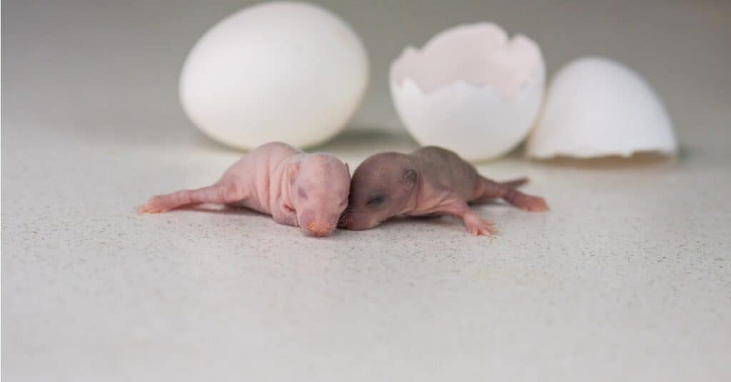 https://a-z-animals.com/media/2022/02/concept-of-birth-newborn-baby-rats-hatched-from-an-egg-picture-id1158329506-1024x535.jpg