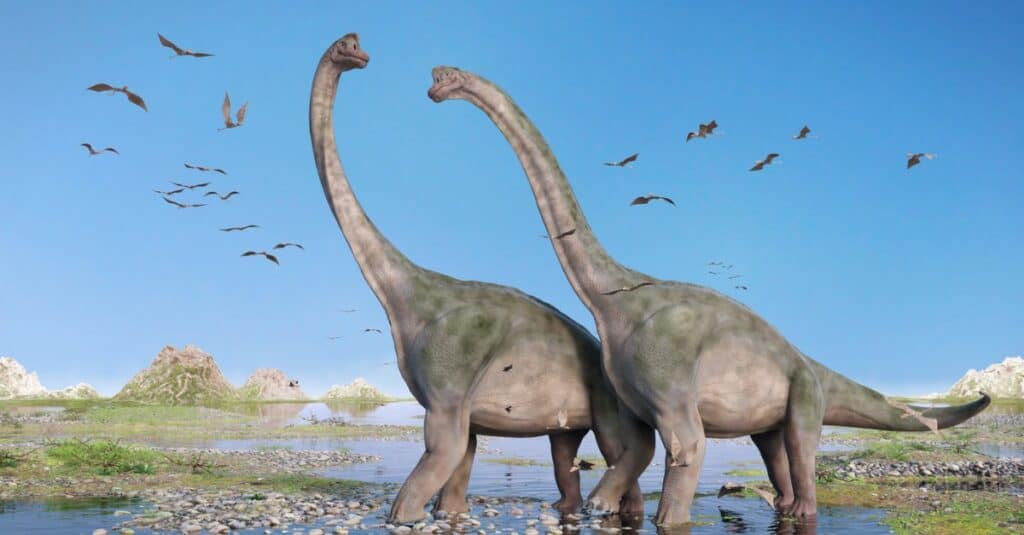 Brontosaurus was a massive dinosaur with a long neck which enabled them to reach high into trees for food.