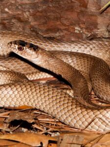 Coachwhip Snake vs. Bull Snake: Key Similarities and Differences Picture