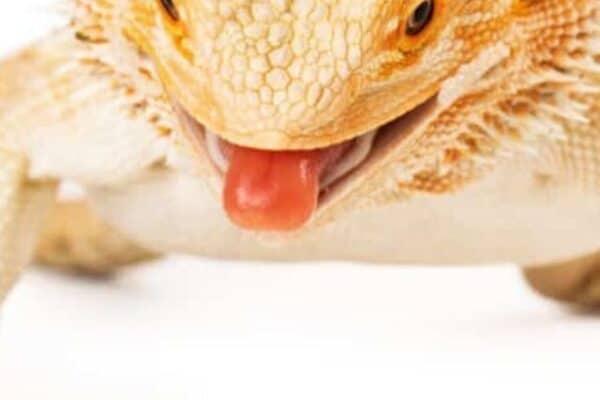 A Bearded Dragon with tongue out getting ready to eat a cockroach